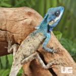 Indo Chinese Blue Crested Lizards For Sale - Underground Reptiles