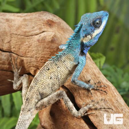 Indo Chinese Blue Crested Lizards For Sale - Underground Reptiles