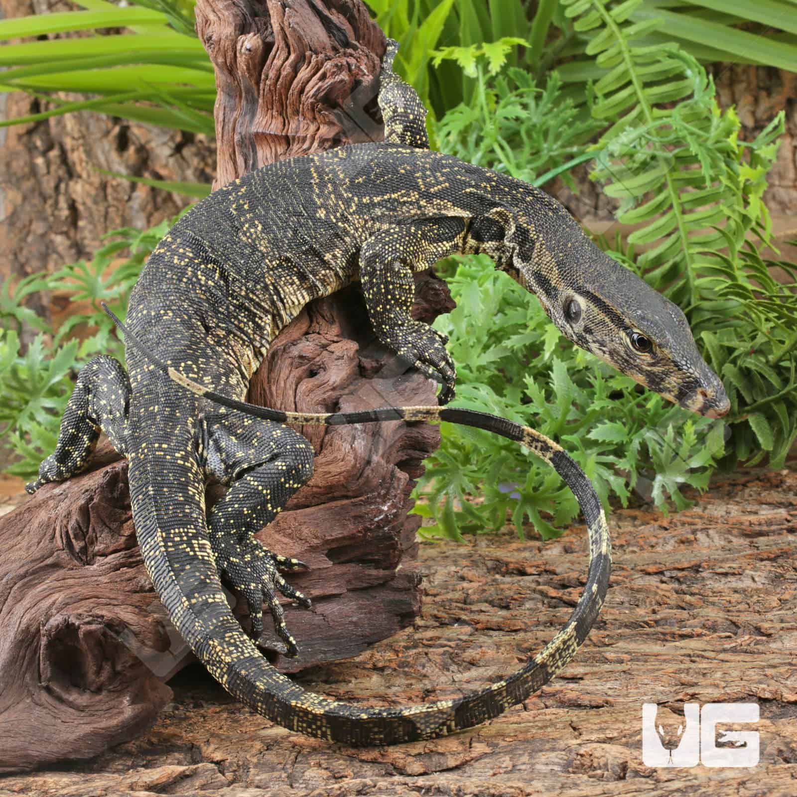 ug_Juvenile Javan Water Monitor_1 Javan Water Monitors (Varanus salvator) For Sale - Underground Reptiles