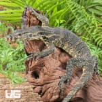 Javan Water Monitors (Varanus salvator) For Sale - Underground Reptiles