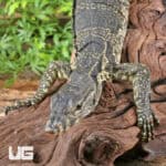 Javan Water Monitors (Varanus salvator) For Sale - Underground Reptiles