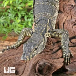 Javan Water Monitors (Varanus salvator) For Sale - Underground Reptiles