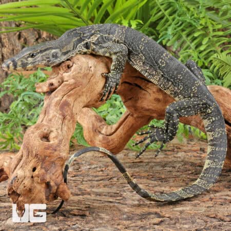 Javan Water Monitors (Varanus salvator) For Sale - Underground Reptiles