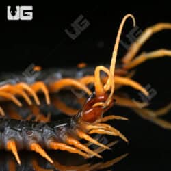 Orange Leg Mt. Merapi Centipedes For Sale - Underground Reptiles