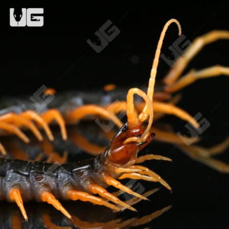 Orange Leg Mt. Merapi Centipedes For Sale - Underground Reptiles