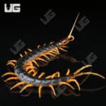 Orange Leg Mt. Merapi Centipedes For Sale - Underground Reptiles