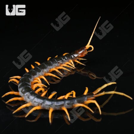 Orange Leg Mt. Merapi Centipedes For Sale - Underground Reptiles