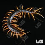 Orange Leg Mt. Merapi Centipedes For Sale - Underground Reptiles