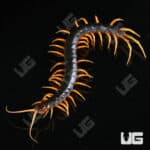 Orange Leg Mt. Merapi Centipedes For Sale - Underground Reptiles