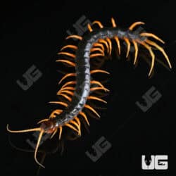 Orange Leg Mt. Merapi Centipedes For Sale - Underground Reptiles
