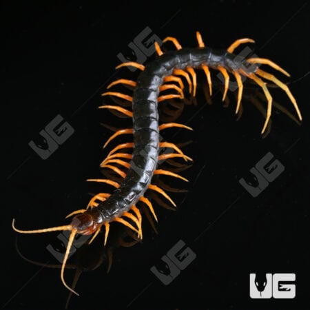 Orange Leg Mt. Merapi Centipedes For Sale - Underground Reptiles