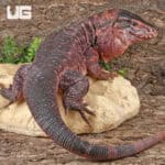 Juvenile Argentine Red Tegus For Sale - Underground Reptiles