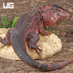 Juvenile Argentine Red Tegus For Sale - Underground Reptiles