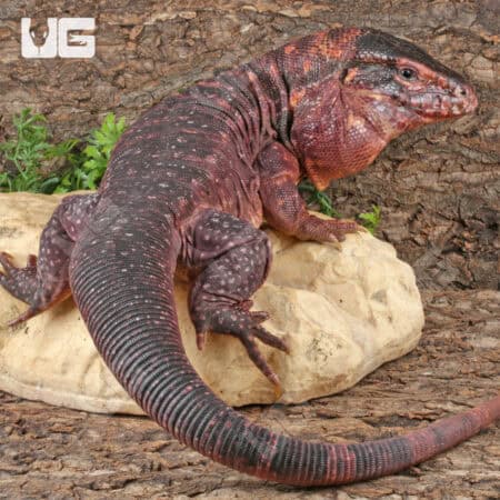 Juvenile Argentine Red Tegus For Sale - Underground Reptiles
