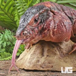 Juvenile Argentine Red Tegus For Sale - Underground Reptiles
