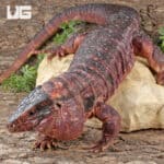 Juvenile Argentine Red Tegus For Sale - Underground Reptiles