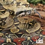 Peruvian Redtail Boas For Sale - Underground Reptiles