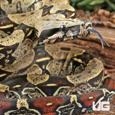 Peruvian Redtail Boas For Sale - Underground Reptiles