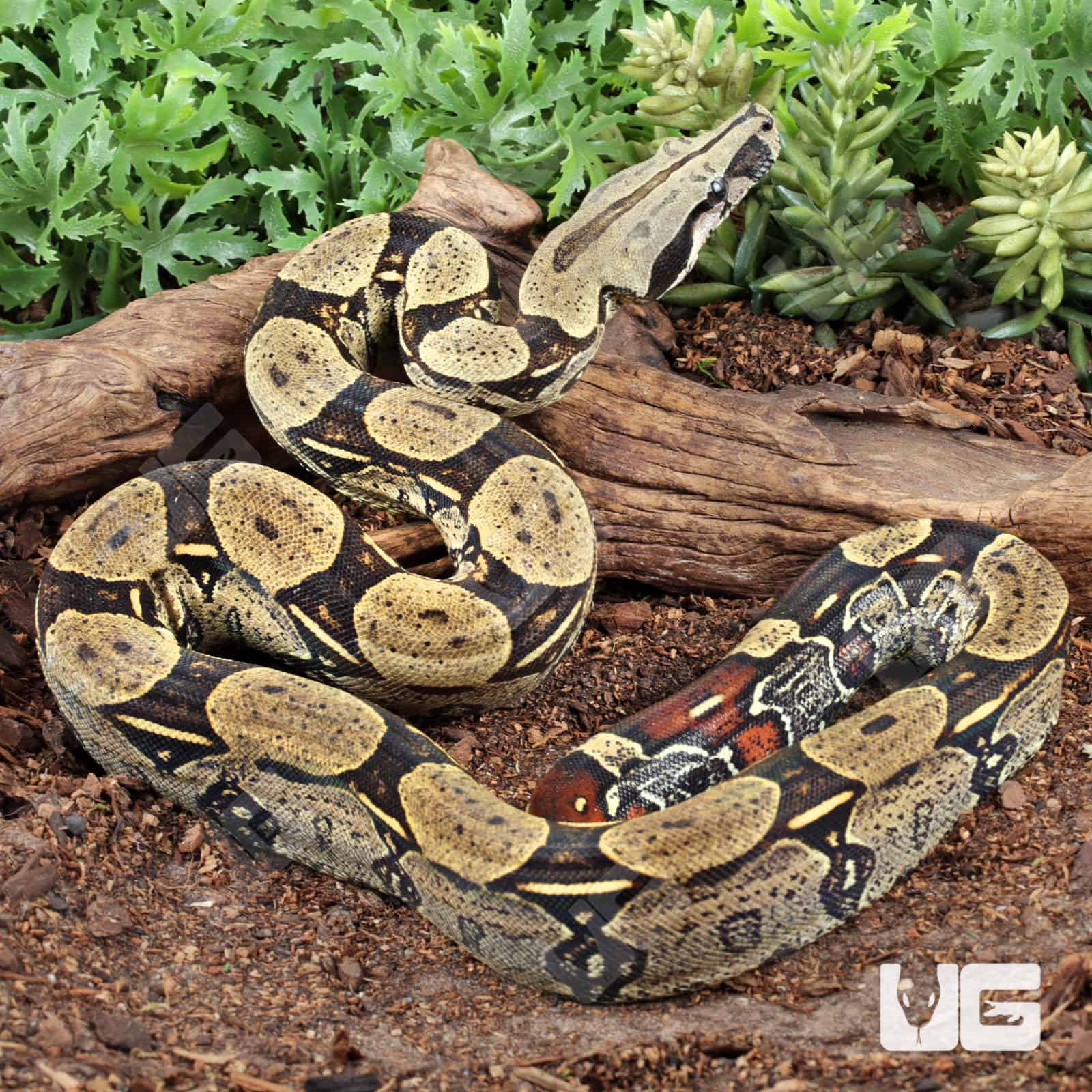 Peruvian Redtail Boas For Sale - Underground Reptiles