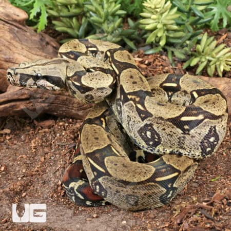 Peruvian Redtail Boas For Sale - Underground Reptiles