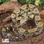 Peruvian Redtail Boas For Sale - Underground Reptiles