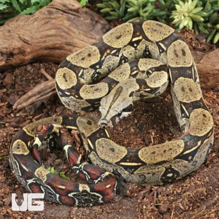 Peruvian Redtail Boas For Sale - Underground Reptiles