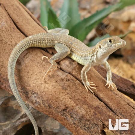 Olivier's Sand Lizard For Sale - Underground Reptiles