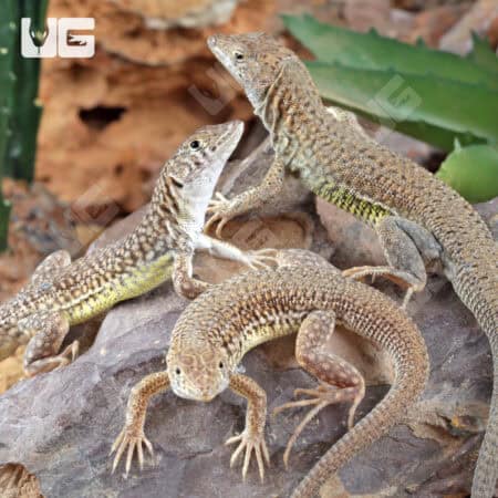 Olivier's Sand Lizard For Sale - Underground Reptiles