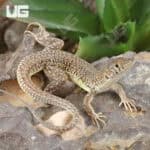 Olivier's Sand Lizard For Sale - Underground Reptiles