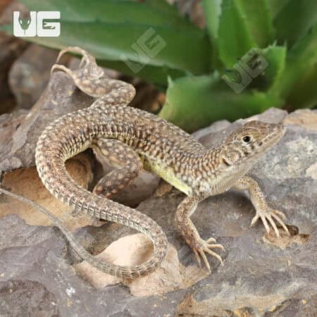 Olivier's Sand Lizard For Sale - Underground Reptiles