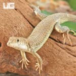 Olivier's Sand Lizard For Sale - Underground Reptiles