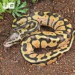 Pastel Vanilla Ball Python For Sale - Underground Reptiles