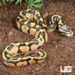 Pastel Vanilla Ball Python For Sale - Underground Reptiles