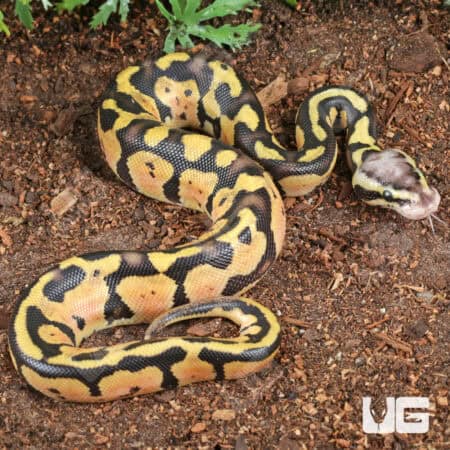 Pastel Vanilla Ball Python For Sale - Underground Reptiles