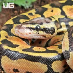 Pastel Vanilla Ball Python For Sale - Underground Reptiles