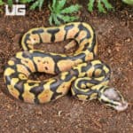 Pastel Vanilla Ball Python For Sale - Underground Reptiles