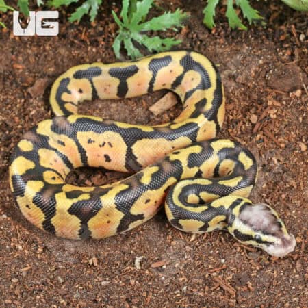 Pastel Vanilla Ball Python For Sale - Underground Reptiles