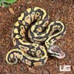 Baby Pastel Yellowbelly Ball Python For Sale - Underground Reptiles