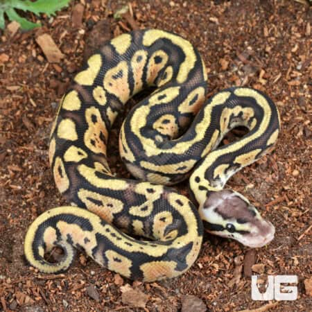 Baby Pastel Yellowbelly Ball Python For Sale - Underground Reptiles