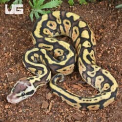 Baby Pastel Yellowbelly Ball Python For Sale - Underground Reptiles