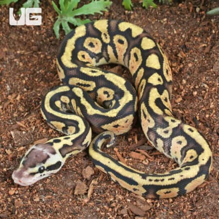Baby Pastel Yellowbelly Ball Python For Sale - Underground Reptiles