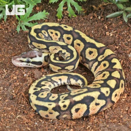 Baby Pastel Yellowbelly Ball Python For Sale - Underground Reptiles