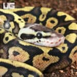 Baby Pastel Yellowbelly Ball Python For Sale - Underground Reptiles