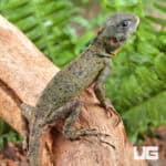 Plica Umbra Lizards (Plica umbra) For Sale - Underground Reptiles