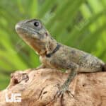 Plica Umbra Lizards (Plica umbra) For Sale - Underground Reptiles
