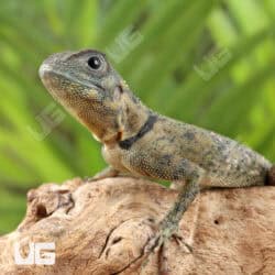 Plica Umbra Lizards (Plica umbra) For Sale - Underground Reptiles
