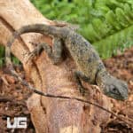 Plica Umbra Lizards (Plica umbra) For Sale - Underground Reptiles