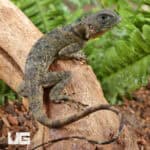 Plica Umbra Lizards (Plica umbra) For Sale - Underground Reptiles
