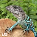Rainbow Amievas For Sale - Underground Reptiles