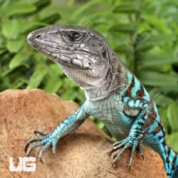 Rainbow Amievas For Sale - Underground Reptiles
